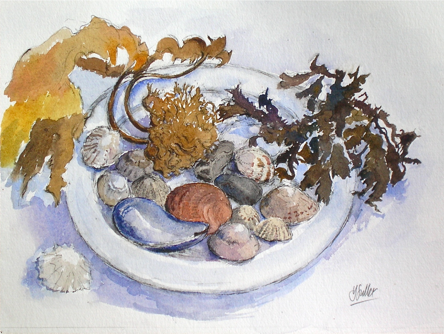 Shells and seaweed